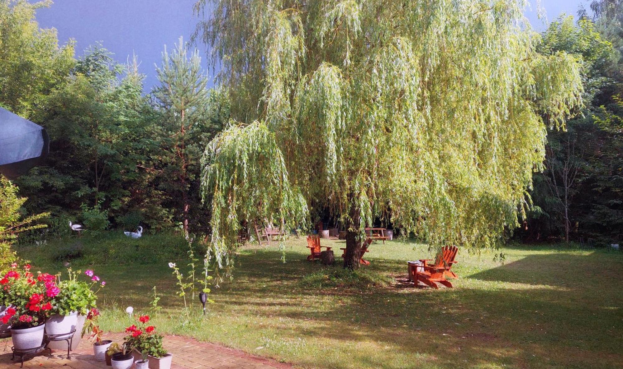 Debowa Dziupla Hotel Bialowieza Exterior photo